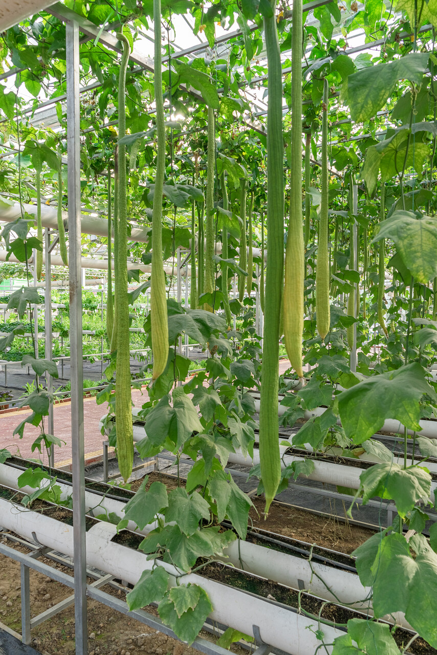 在大棚里种植着很多植物和蔬菜