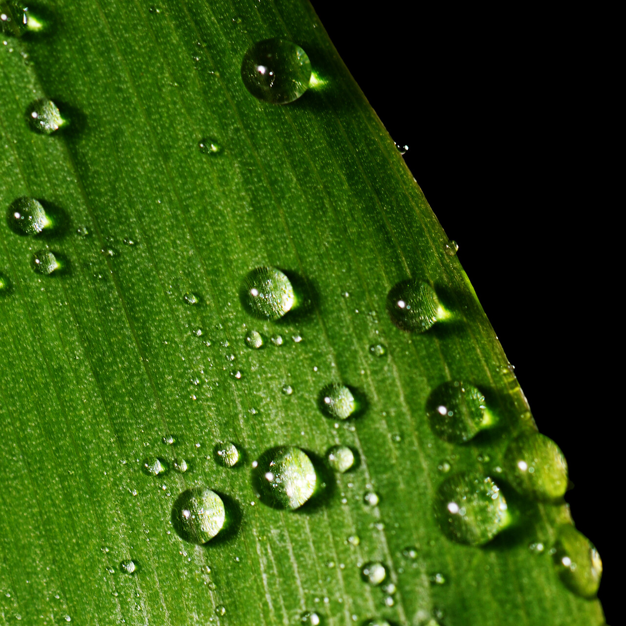 黑色背景下的山谷百合花绿叶传统二十四节气24节气谷雨传统二十四节气24节气雨水白露