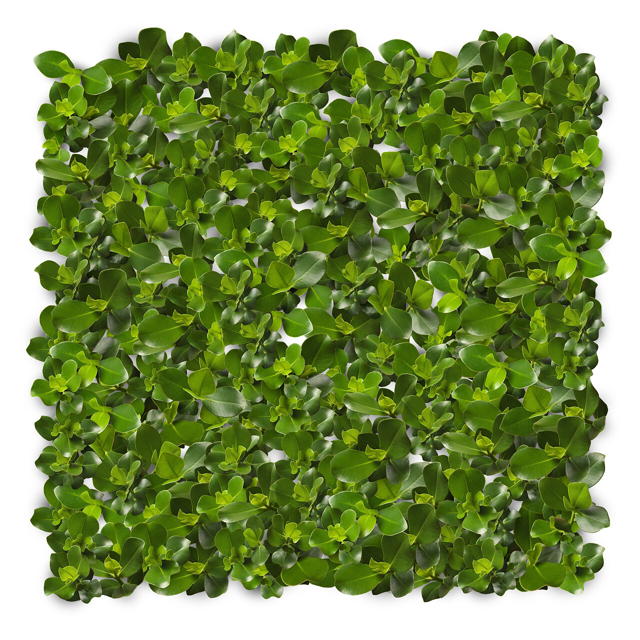 白色背景下绿色的树叶背景图片