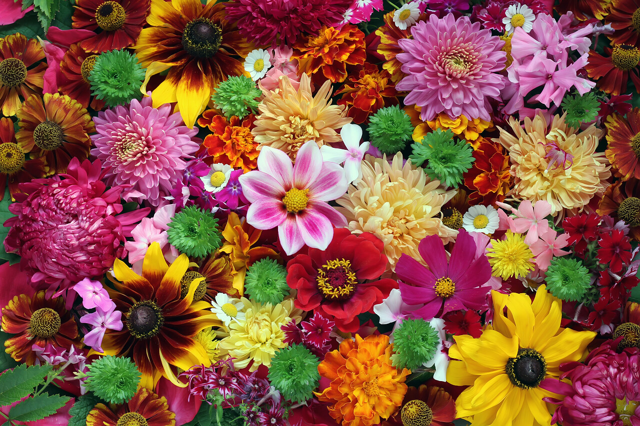 祝贺和明信片美丽明亮花园里的花的背景图片