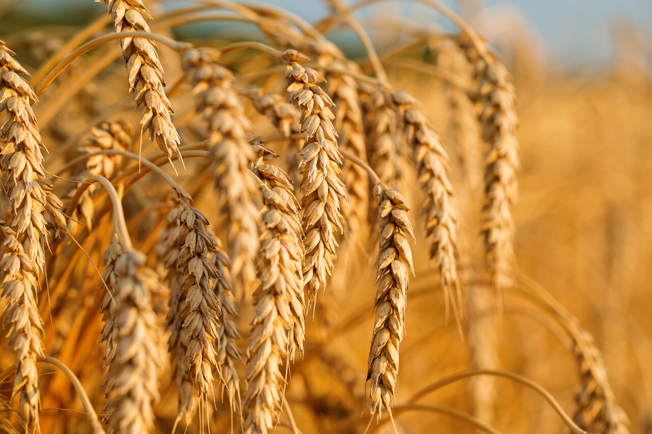 日落下成熟的黄色麦田的耳朵二十四节气24节气芒种