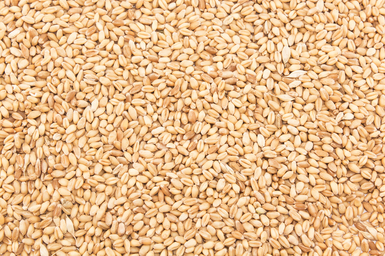 成熟的小麦粒背景图