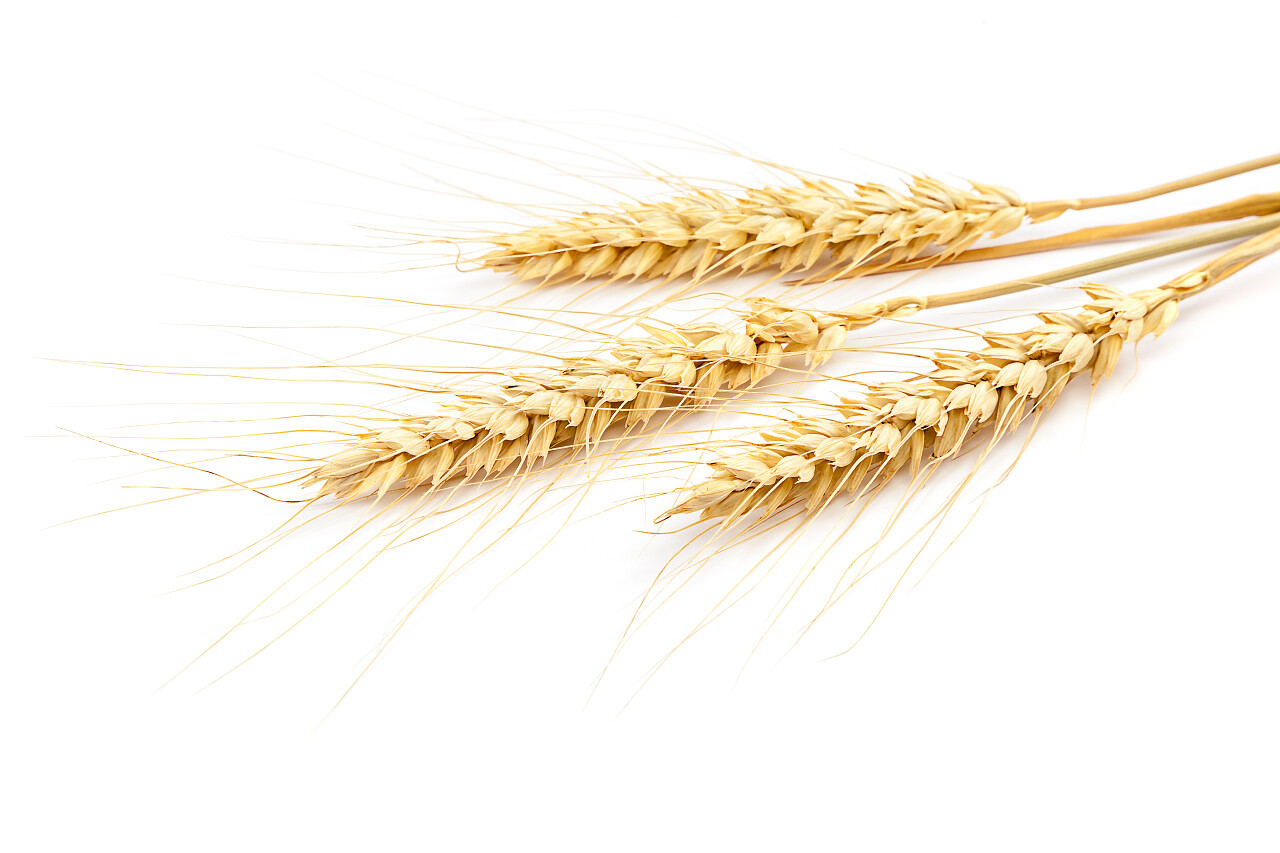 白色背景下的麦穗捆二十四节气24节气芒种小满