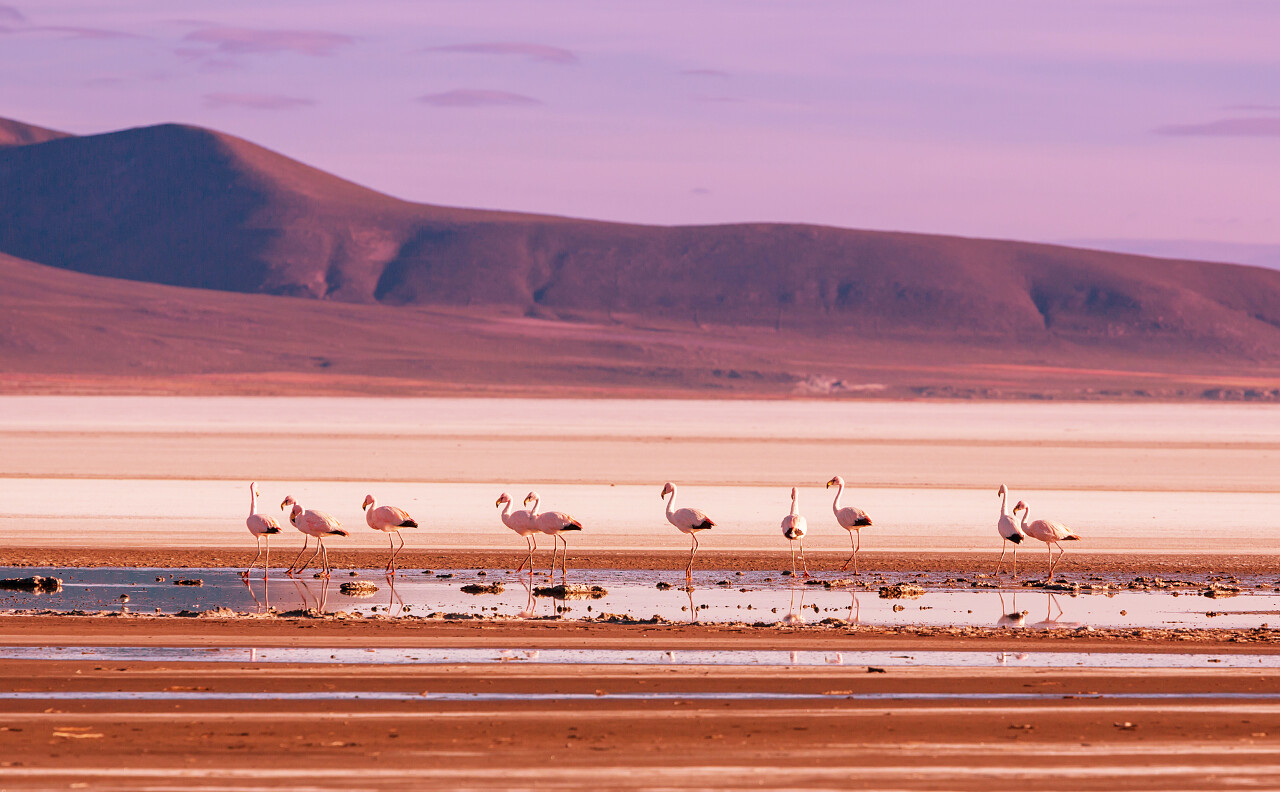 粉红色的火烈鸟在肯尼亚湖栖息着