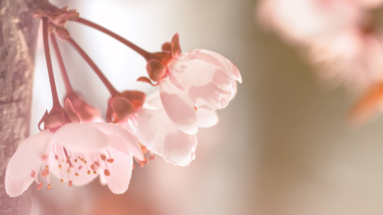 樱花树的白色花朵特写图片