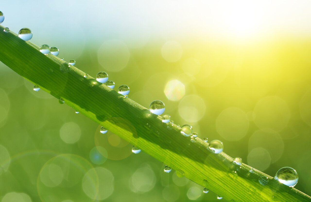 新鲜绿草和水滴的特写背景