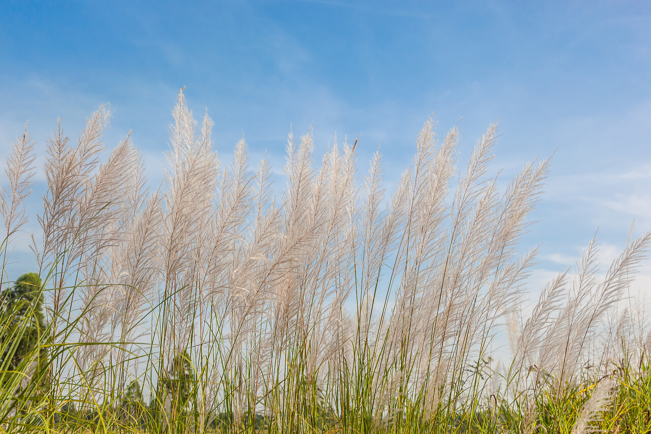 蓝色的天空和美丽的芦苇草