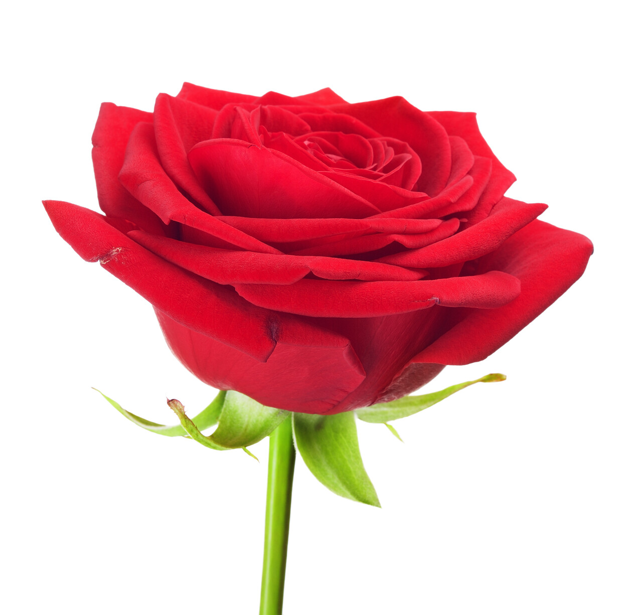 白色背景上的单红色玫瑰花七夕520情人节214情人节