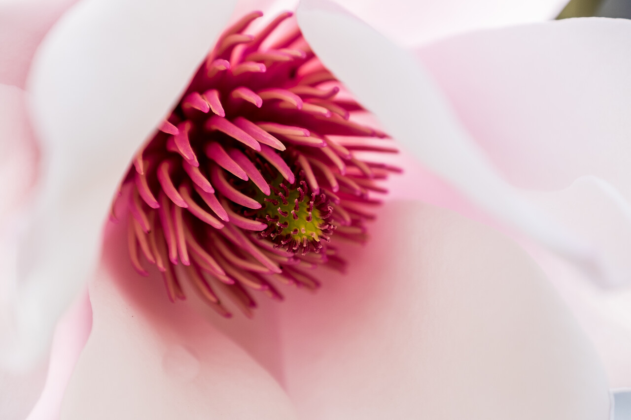 美丽的玉兰花的特写镜头