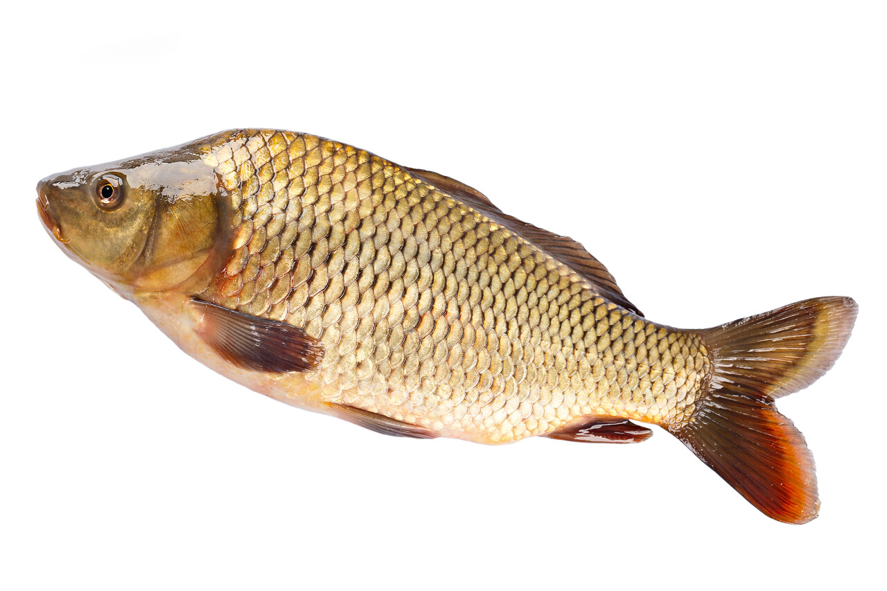 白色背景上的一条鲤鱼