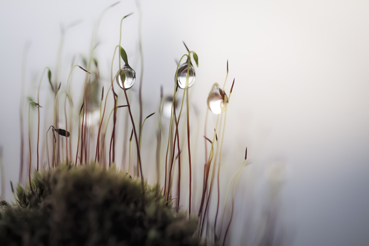 清晨时分苔藓上的露珠