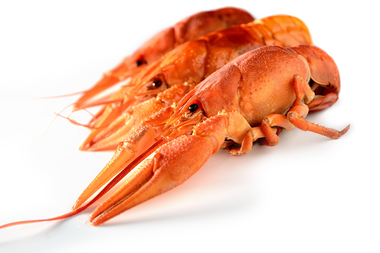 在白色背景上的煮熟的红色龙虾