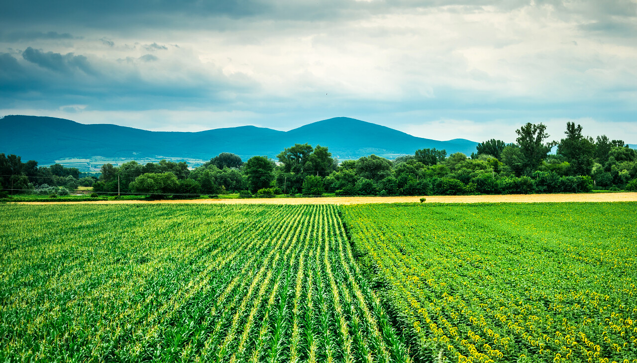玉米和向日葵地段与山为背景的五彩缤纷的景象