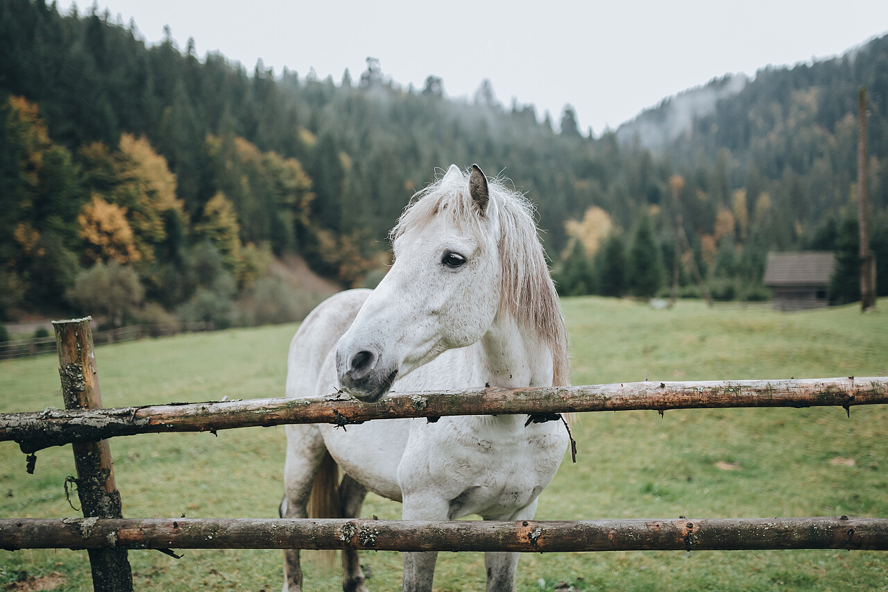 围栏中的白马