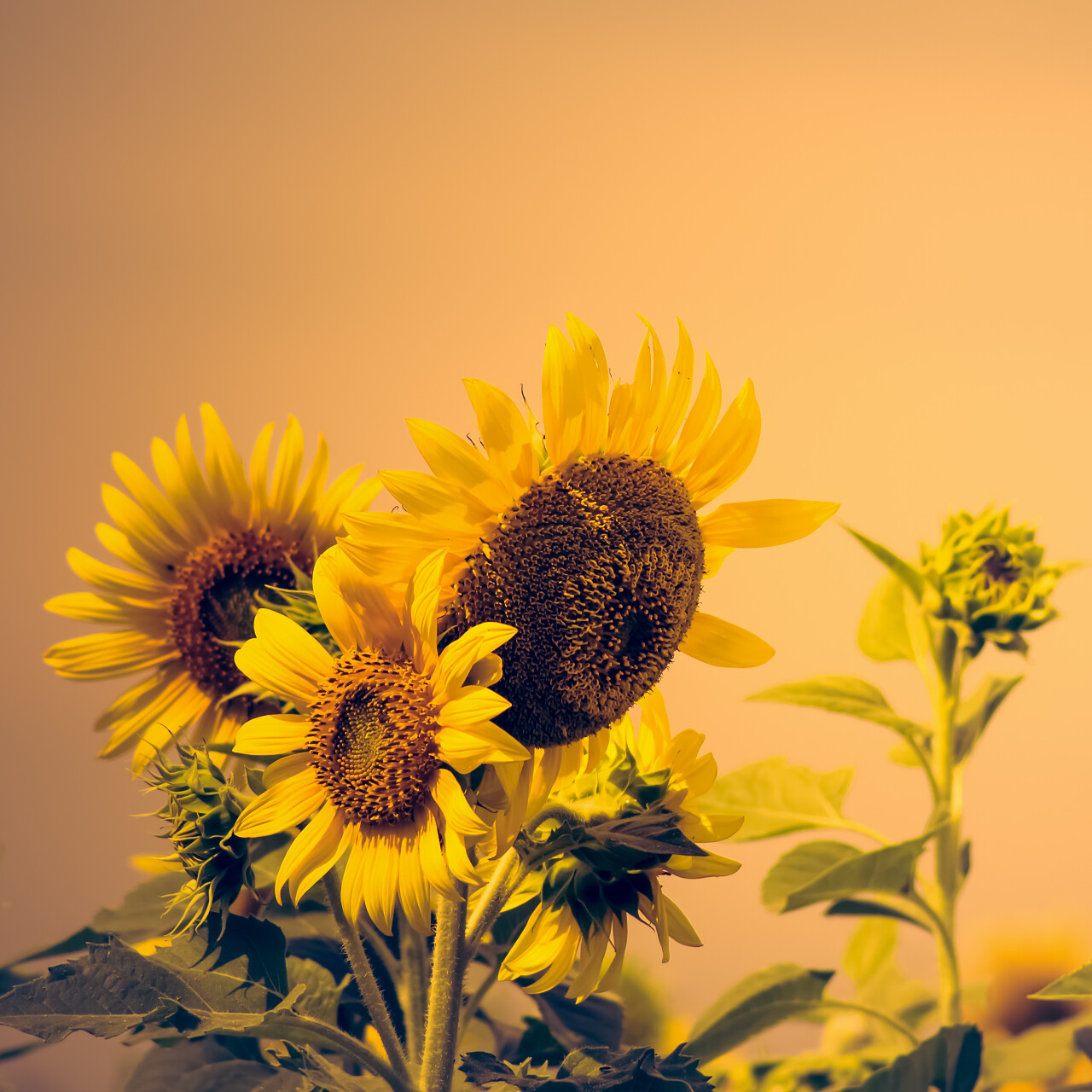 老式风格相片中的向日葵