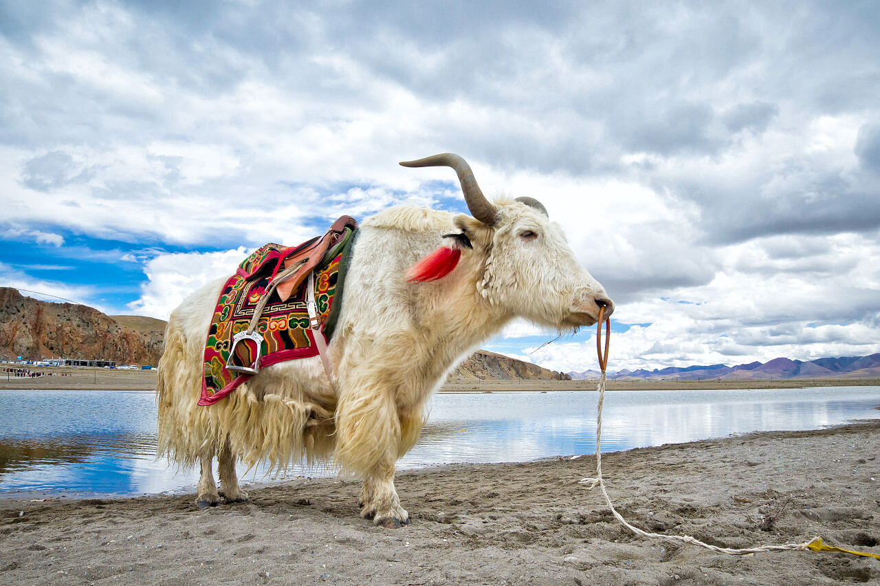 白牦牛在纳木措湖青海旅游