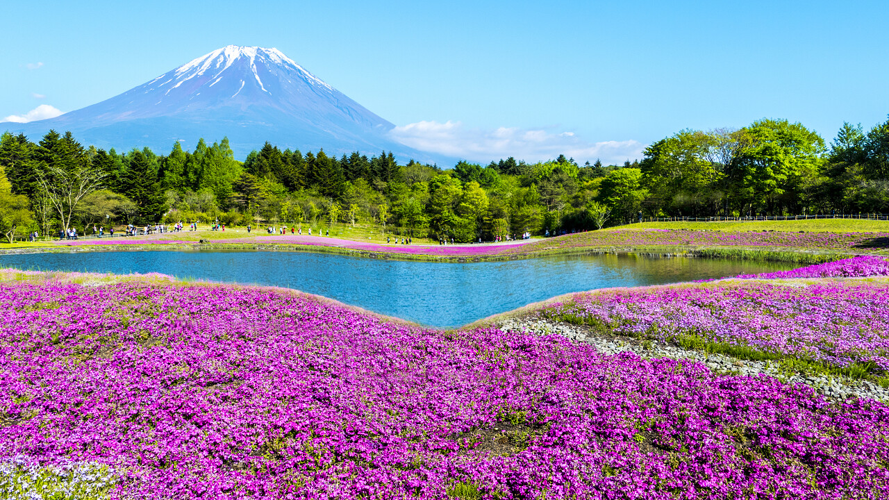 日本山梨县富士山上的粉红色苔藓日本旅游