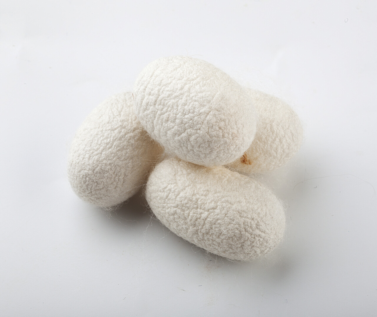 家蚕茧在白色的背景二十四节气24节气小满