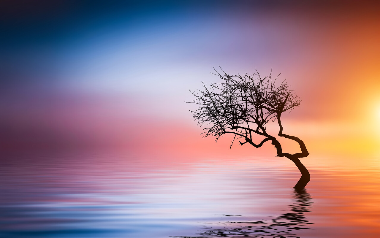 一棵树立在水面上放松