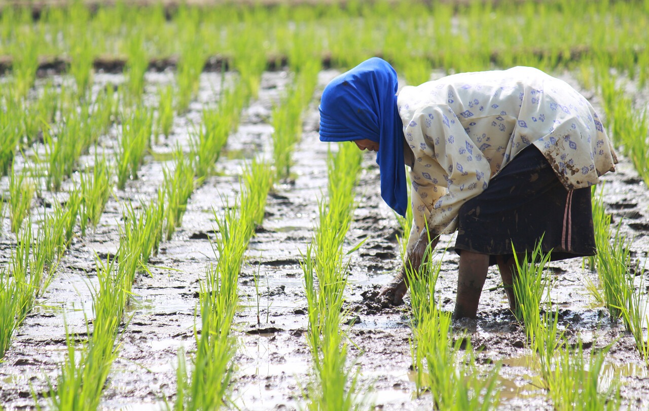 二十四节气小满一位女性正在水稻田中种植水稻辛苦工作农民辛苦劳作传统二十四节气24节气谷雨