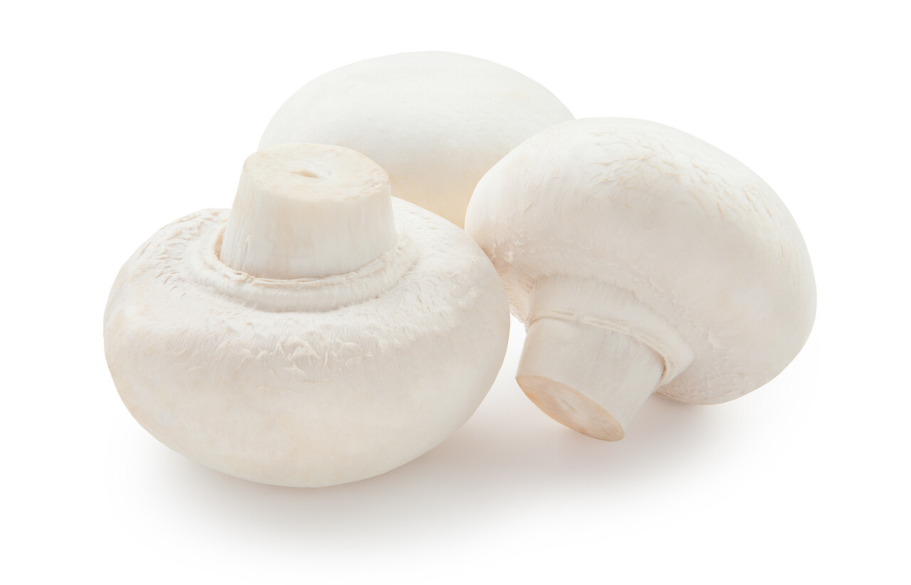 白色背景上的三个美丽蘑菇.