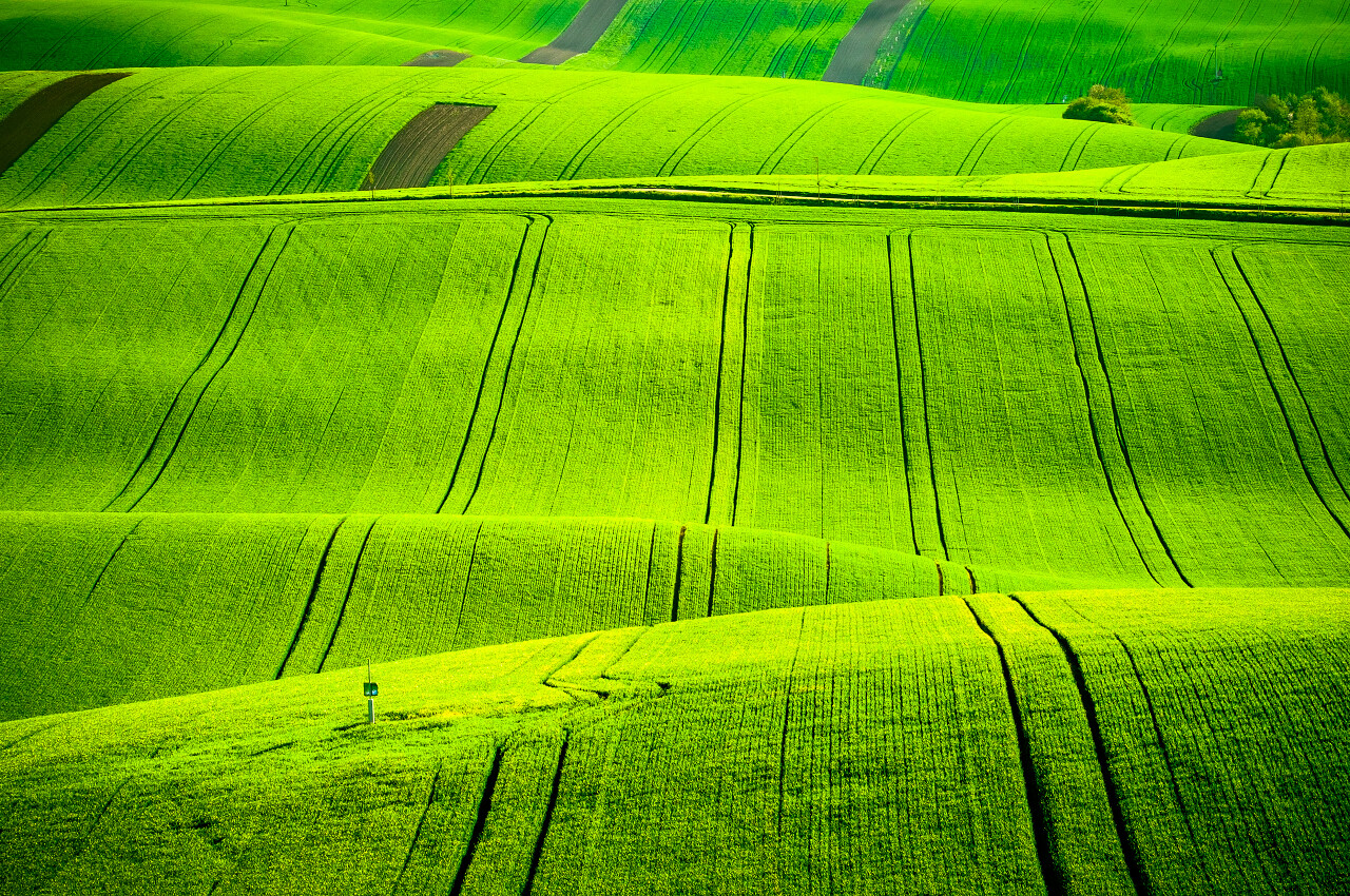 带有纹理的绿色草地