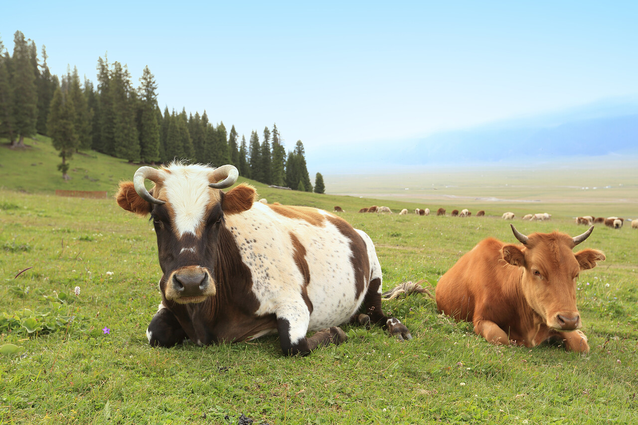 两头牛在草地上休息