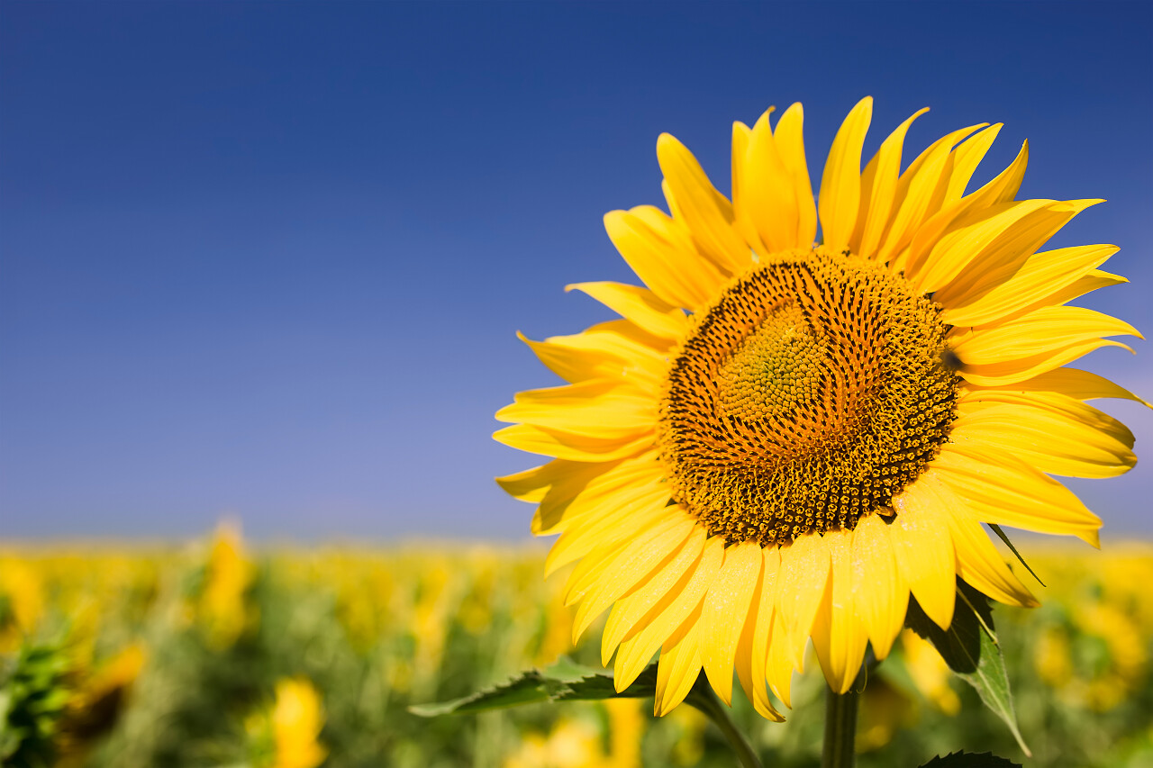 蓝天模糊背景自然风景金色向日葵在田野中风景图
