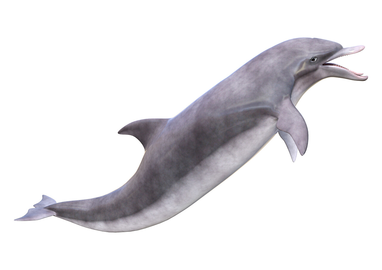 一只海豚可爱海豚动物海洋动物