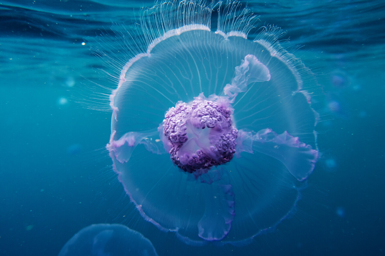 海洋大海水下画面水母紫色水母动物海洋动物