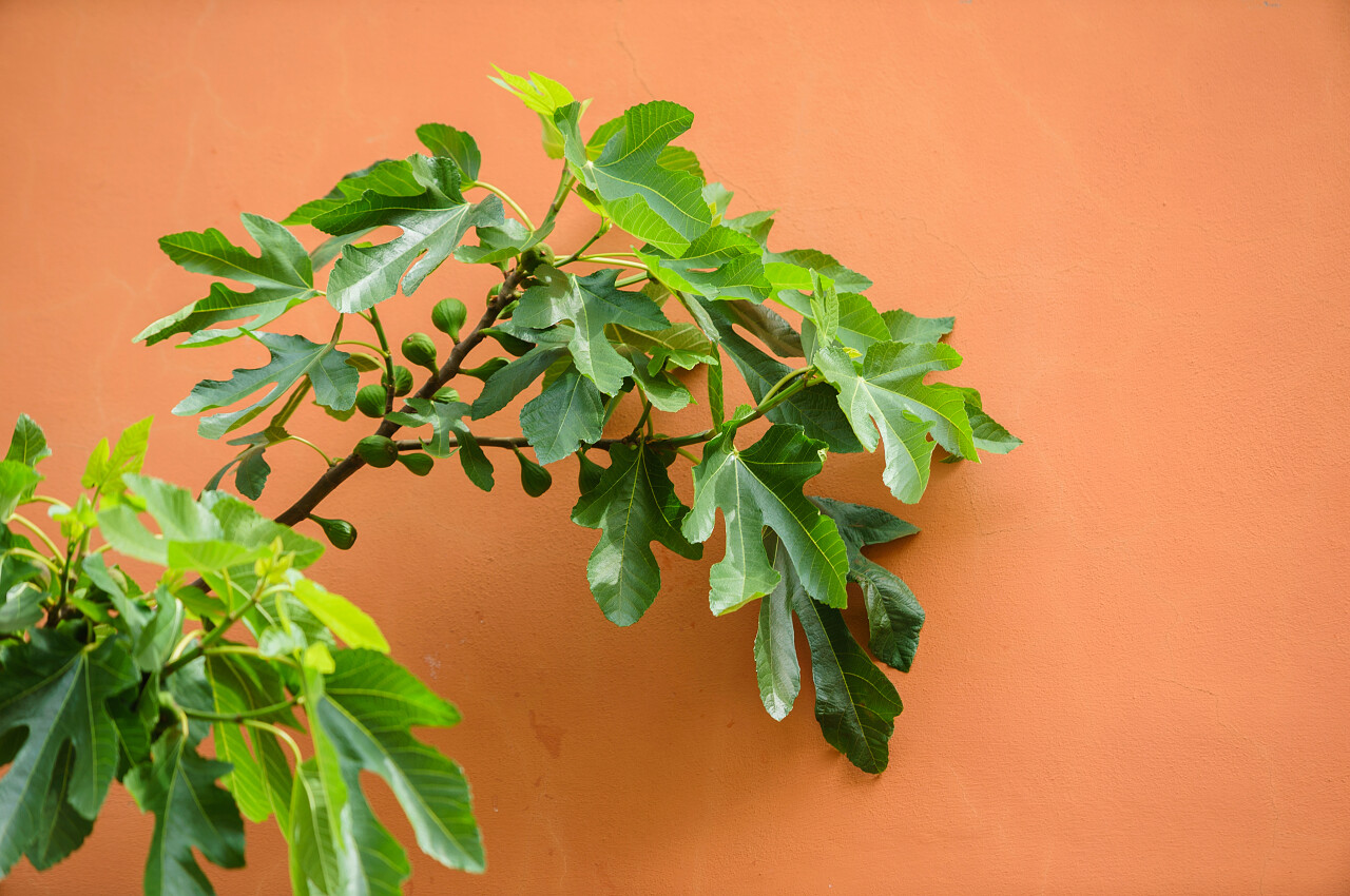 树叶绿叶树枝绿色植物橙色背景