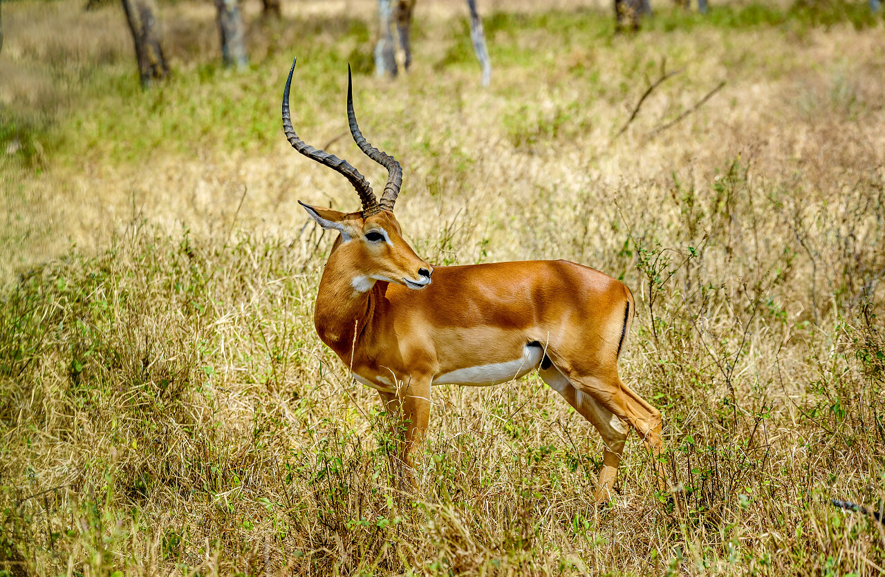 草原大草原羚羊一只羚羊野生动物