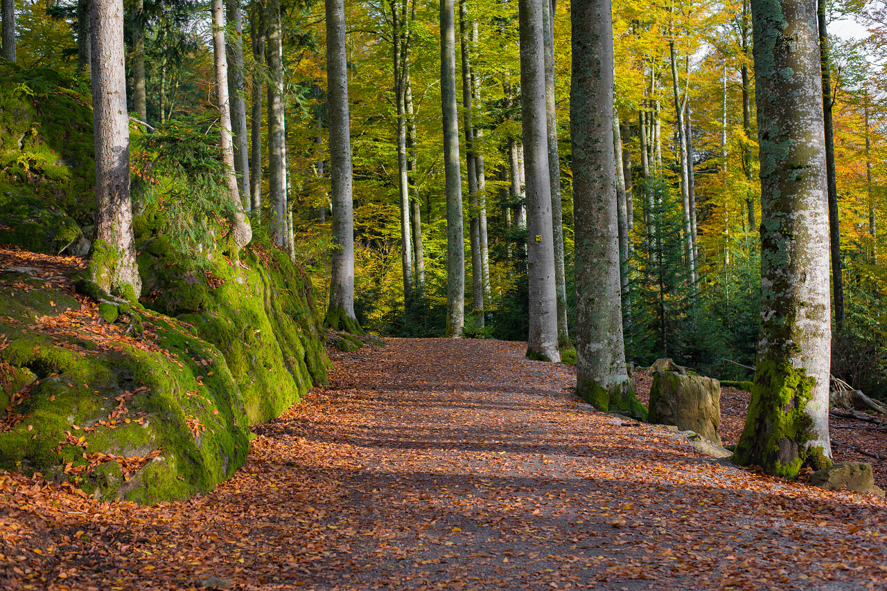 绿色林间小路原始森林树林植物植被森林
