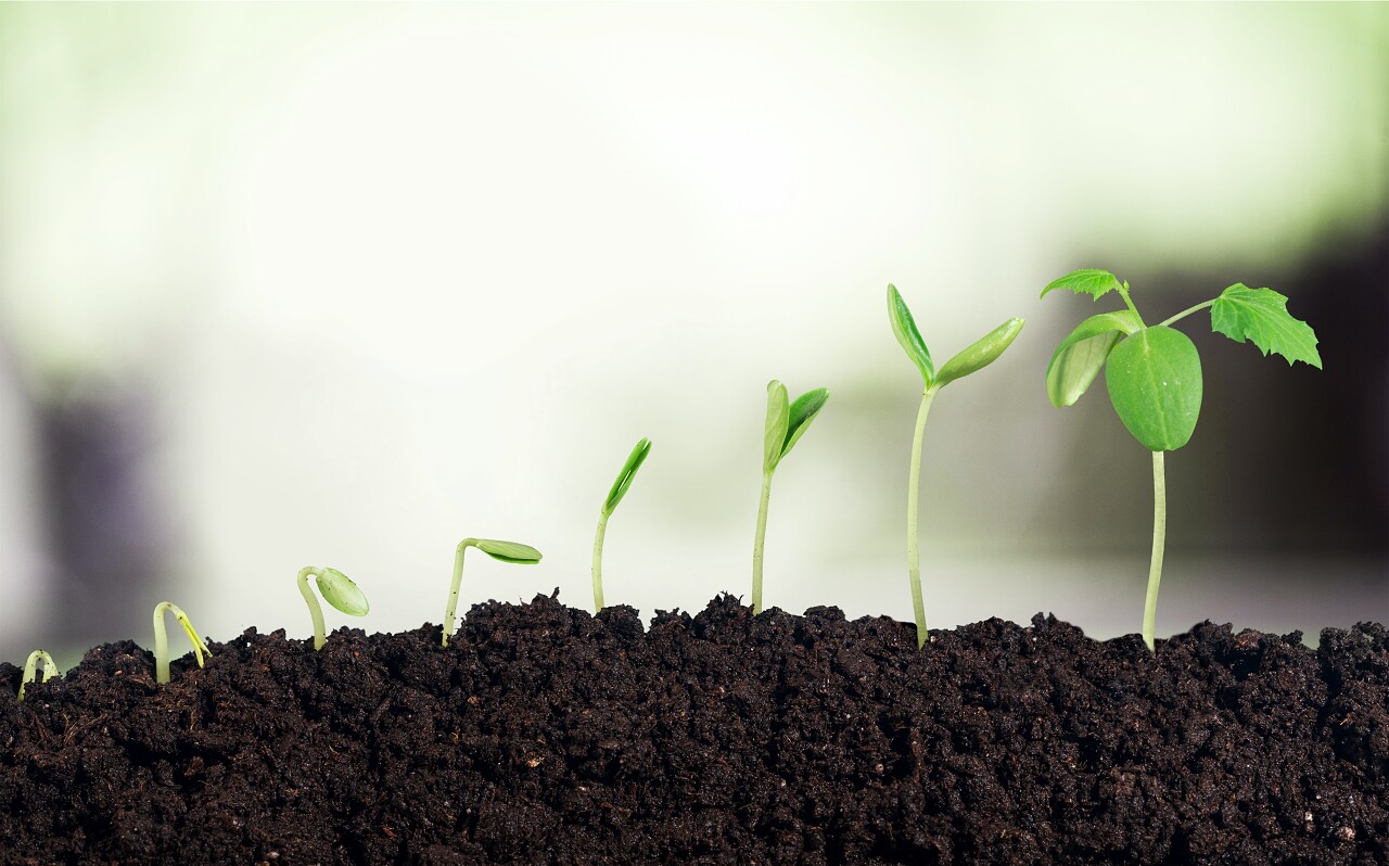 成长新生命的成长土壤泥土绿色树苗种子希望的种子发芽春天种子发芽成长幼苗小芽嫩芽幼芽