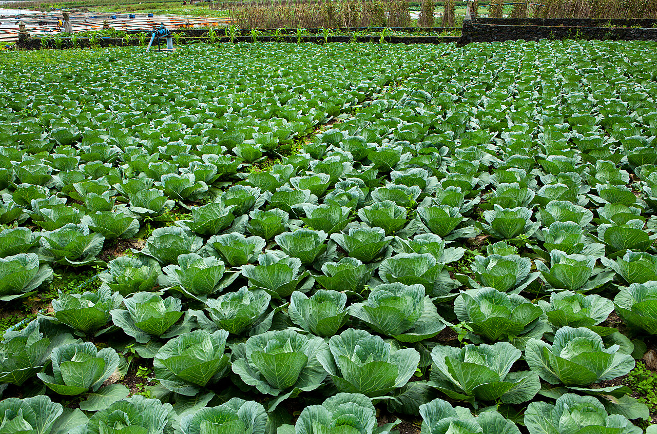 田地土地卷心菜包菜甘蓝种植的卷心菜地景观