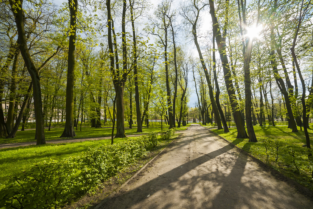 绿色林间小路原始森林树林植物植被森林