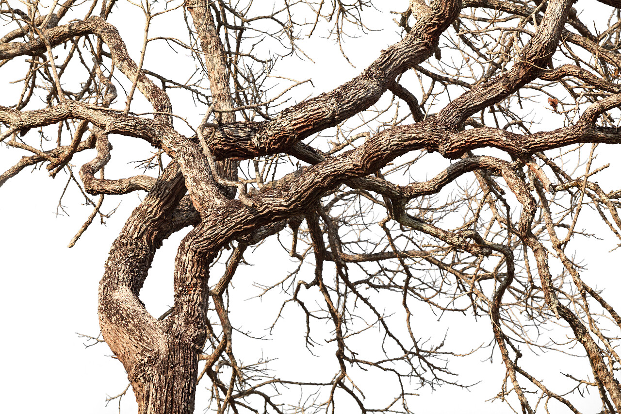 光秃的树干光秃秃的树枝冬季树木