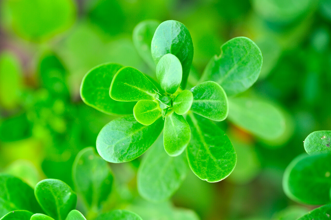 绿色清新自然新鲜植物嫩绿茶叶嫩芽