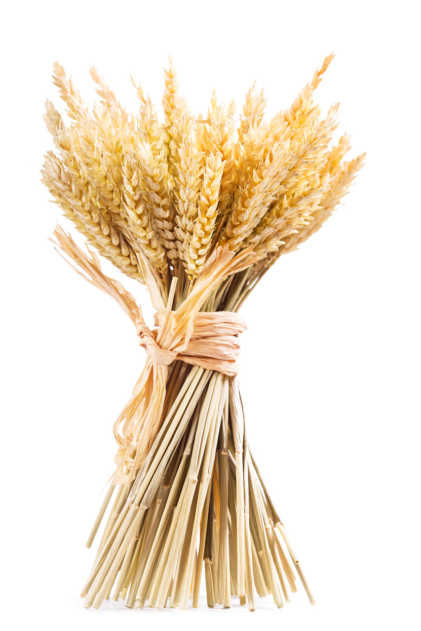 新鲜食品小麦一束小麦麦穗束二十四节气24节气芒种