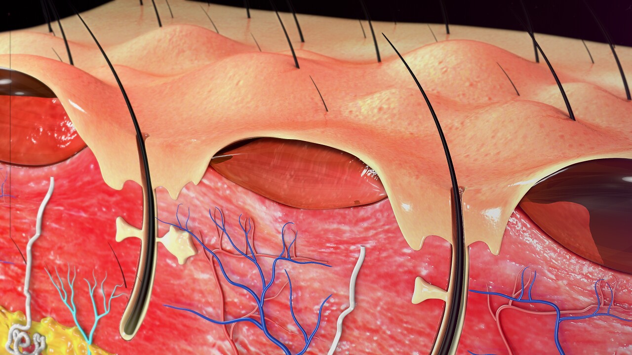 皮肤人体器官透视图身体内部血管器官
