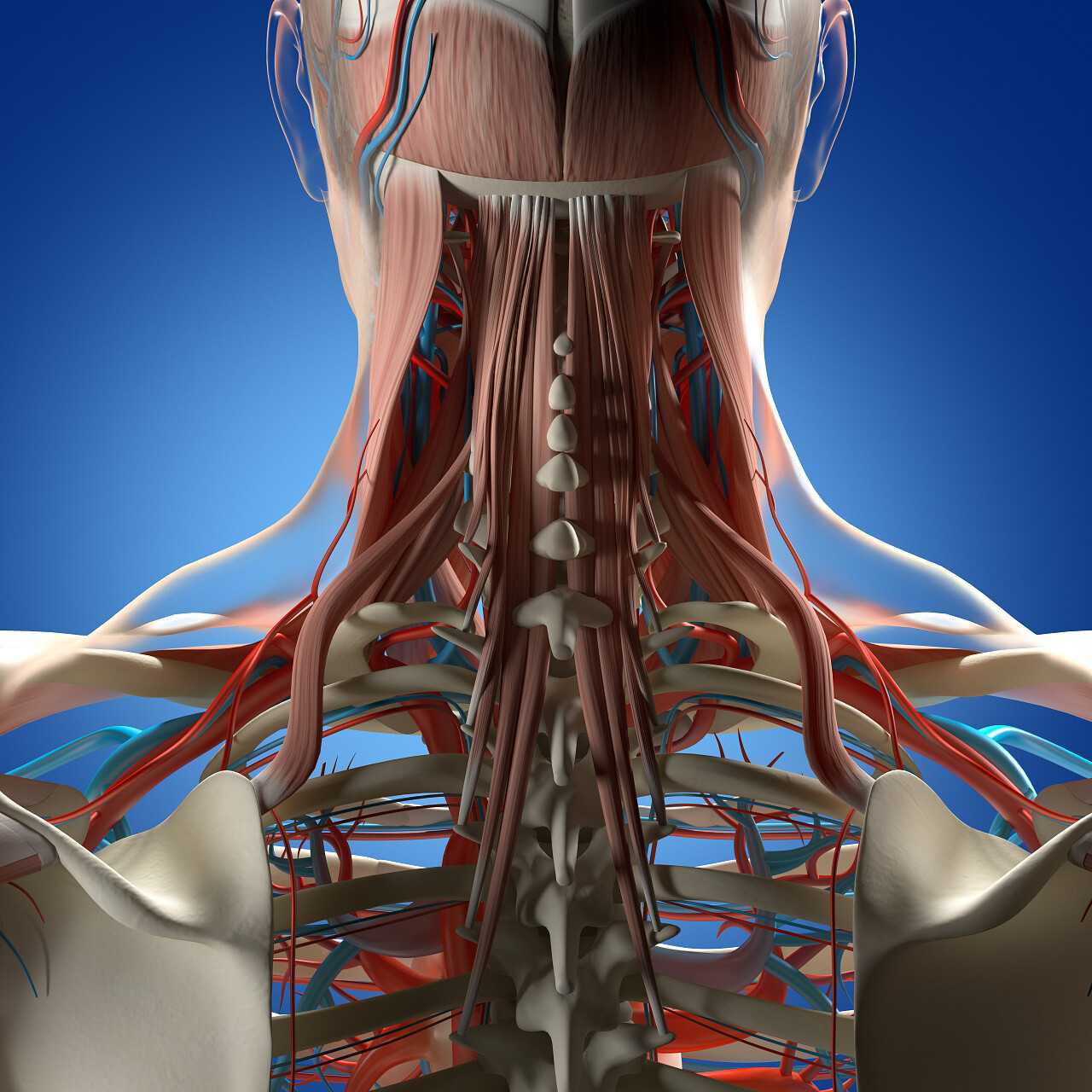 人体模型骨骼模型脊椎脖子脖颈