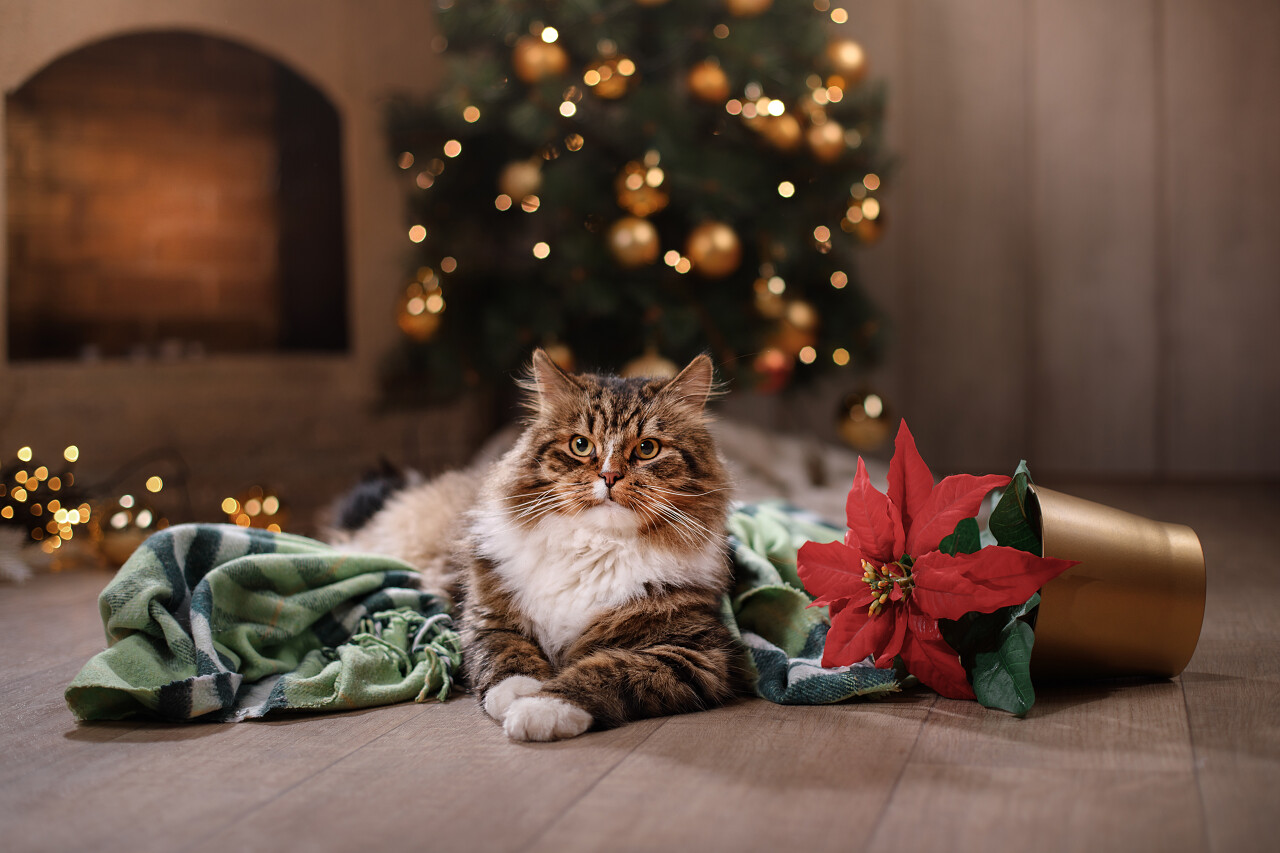 圣诞节室内可爱宠物一只小猫一只猫咪小猫猫咪