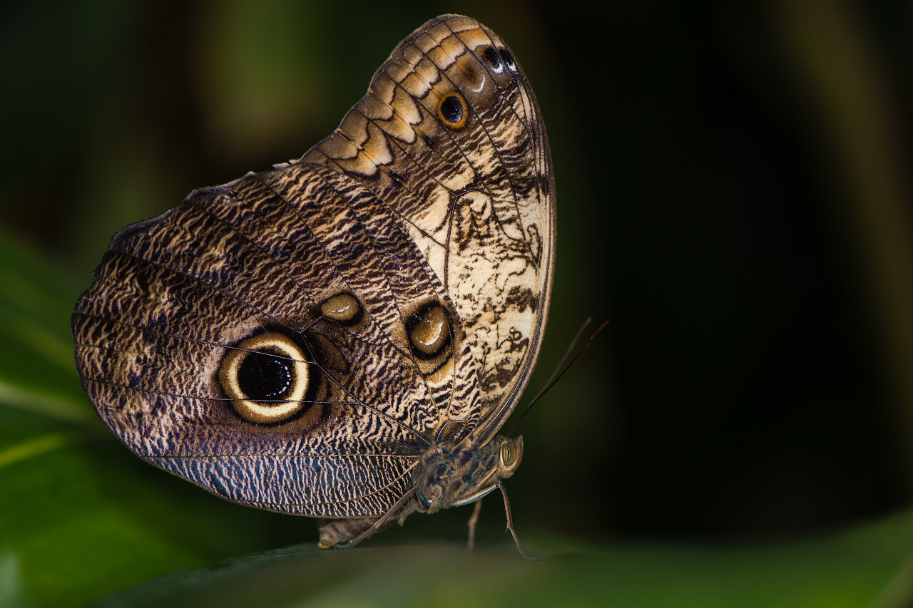 蝴蝶灰色蝴蝶帝王蝶美丽蝴蝶花纹蝴蝶