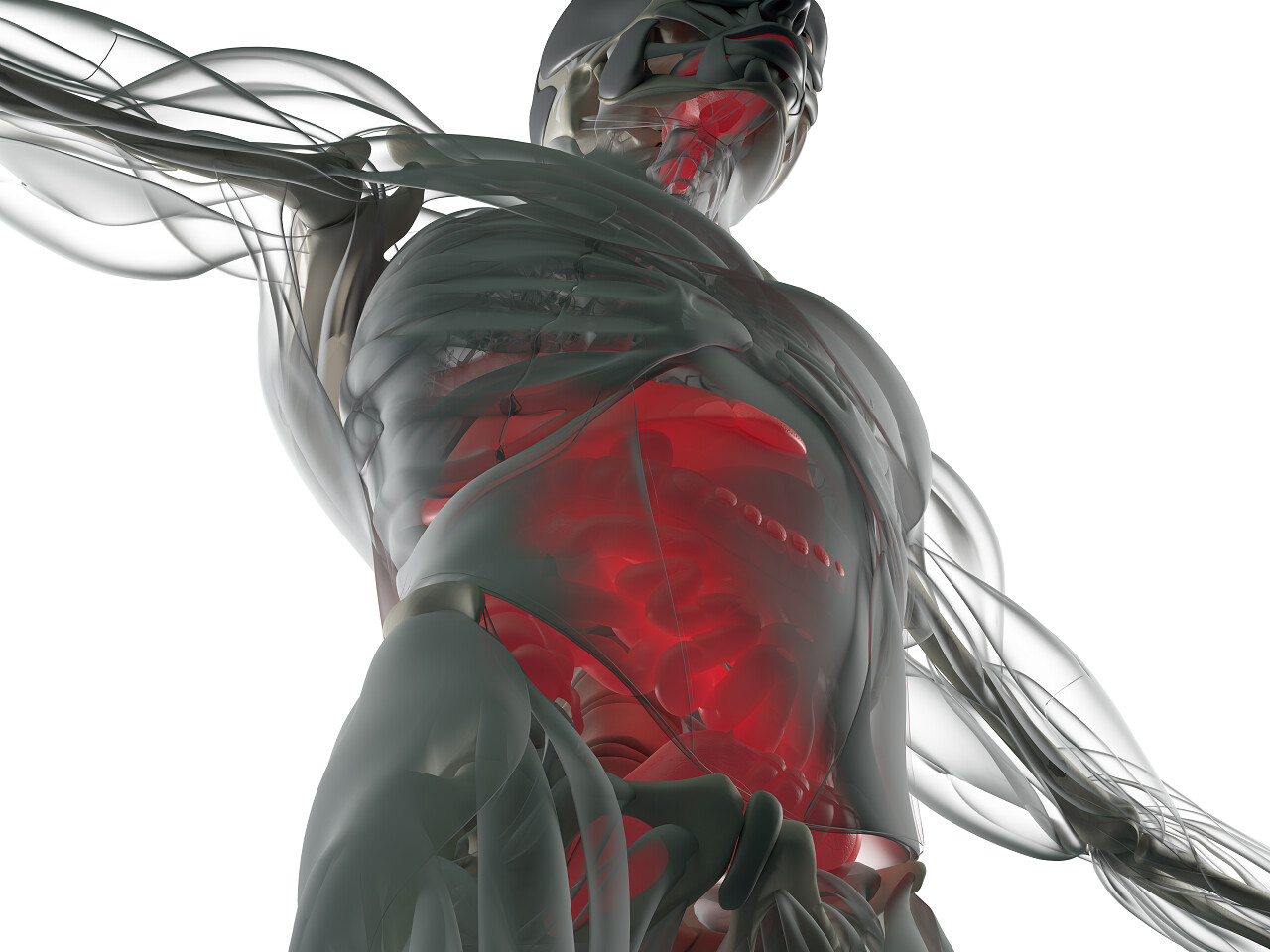 人体模型骨骼模型脊椎脖子脖颈