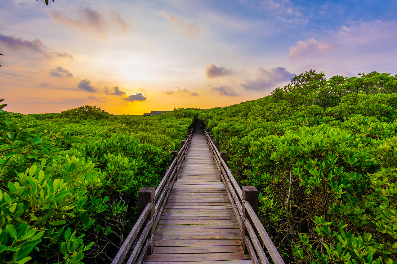 木桥吊桥原始森林树林小树树苗植物植被森林