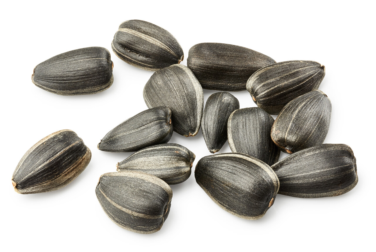 散落葵花子散落瓜子黑瓜子黑色瓜子