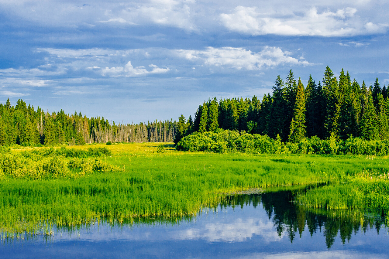 绿色唯美自然阳光投射的湖泊风景湿地沼泽湿地日图片