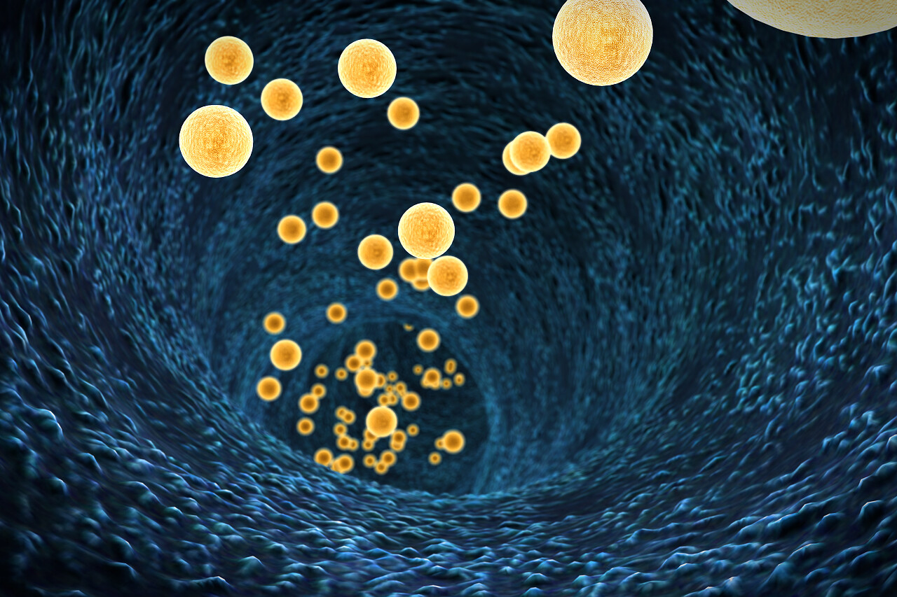 血液细胞人体器官透视图身体内部血管器官