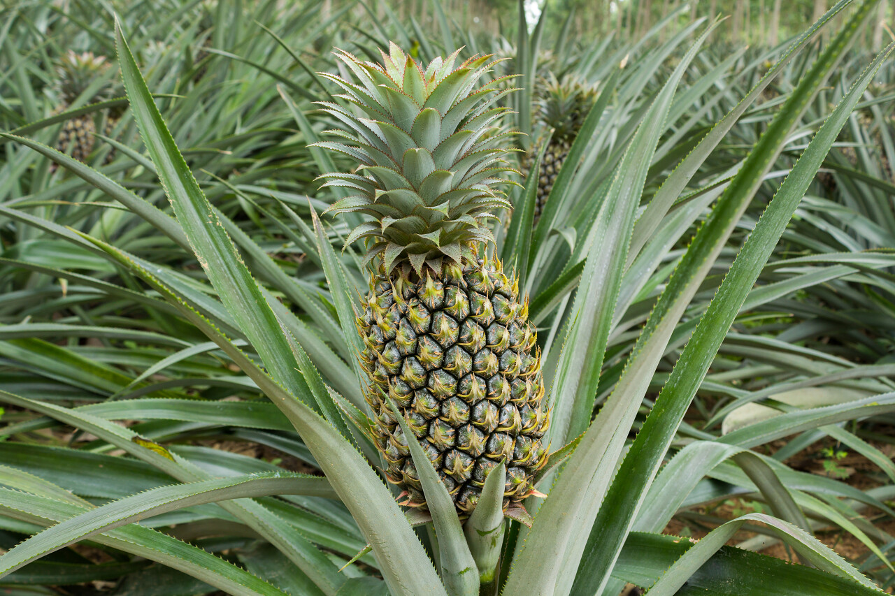 新鲜水果菠萝长在地里的菠萝