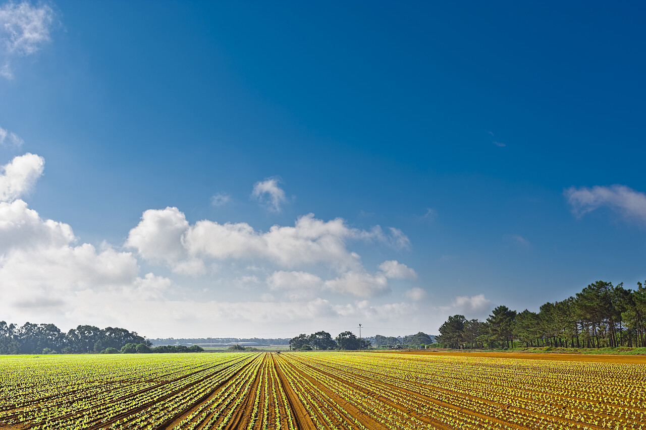阳光下蓝天壮丽农作物景观田地电脑壁纸风景图